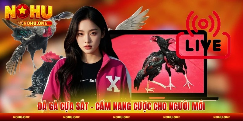 Đá Gà Cựa Sắt - Cẩm Nang Cược Dành Cho Người Mới